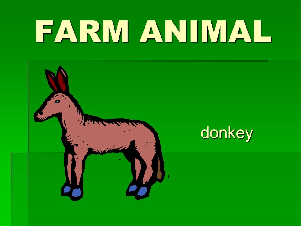 FARM ANIMAL donkey