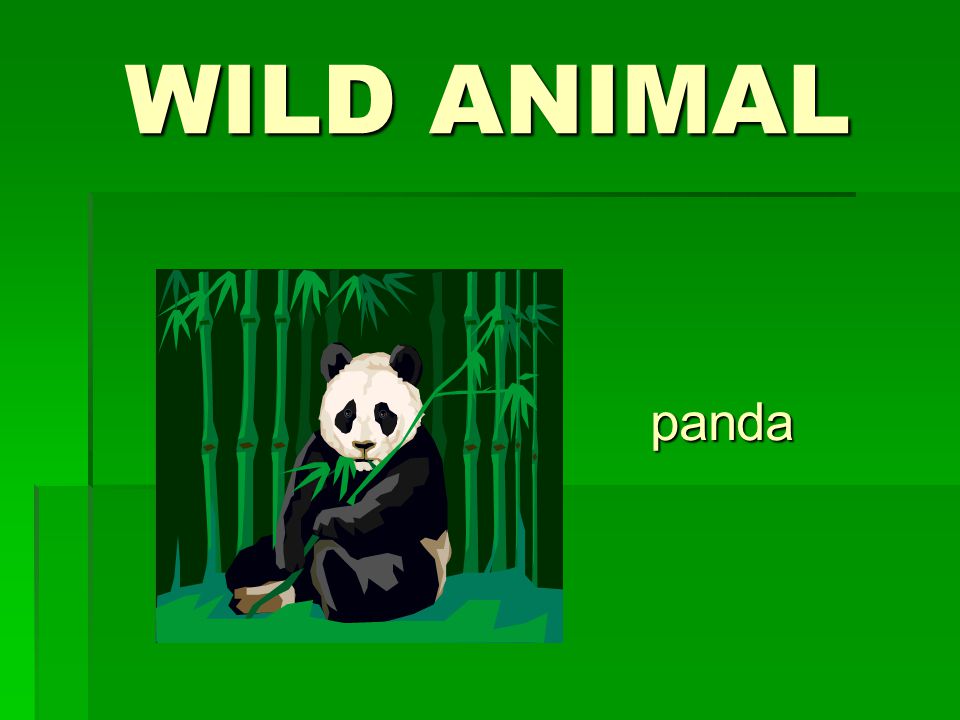 WILD ANIMAL panda