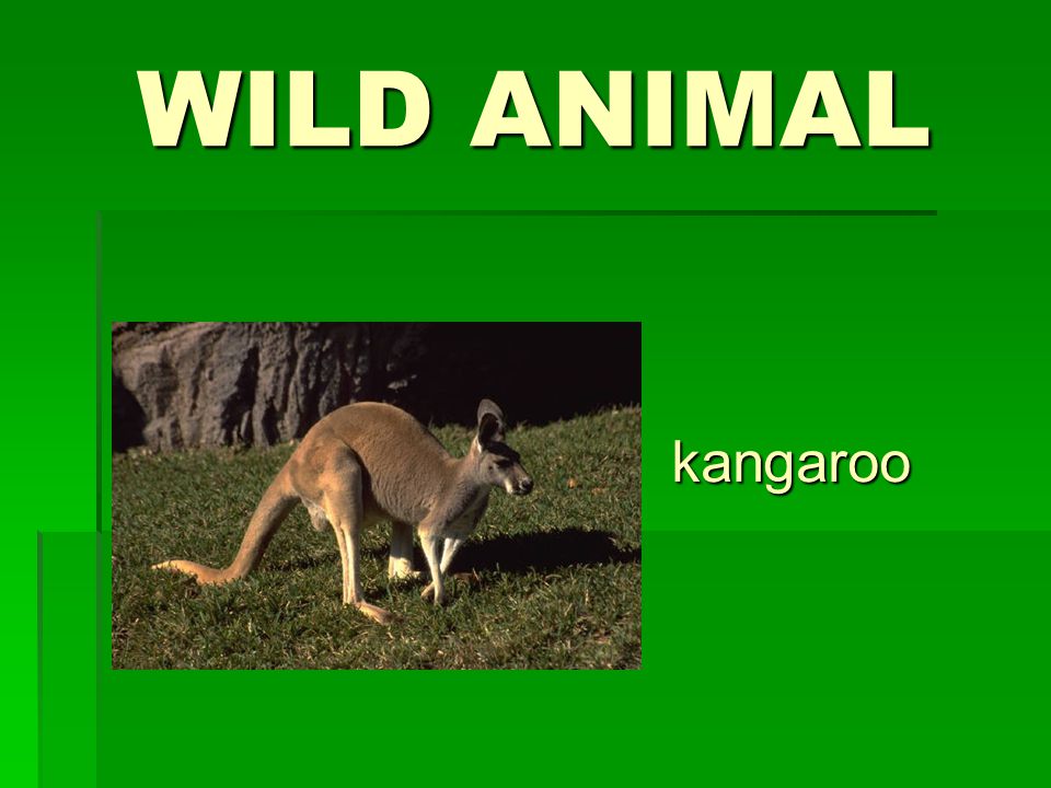 WILD ANIMAL kangaroo