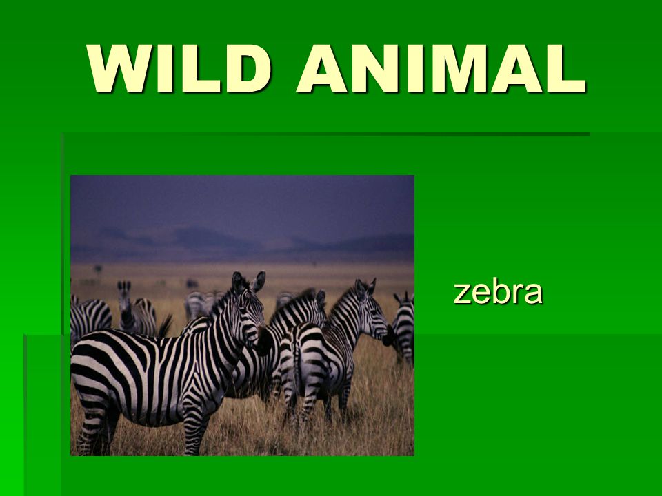 WILD ANIMAL zebra