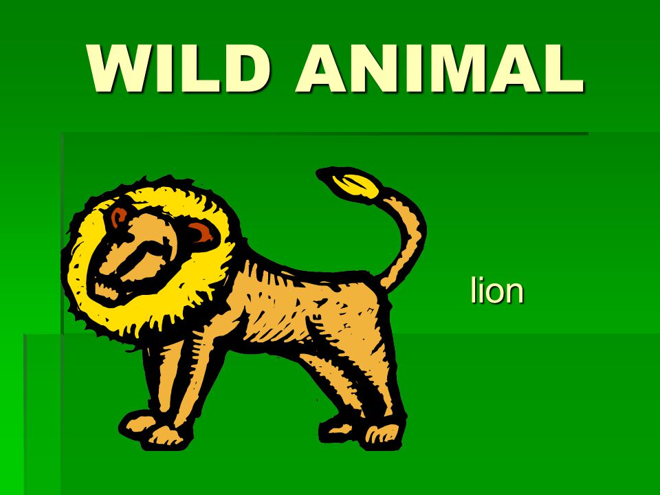 WILD ANIMAL lion