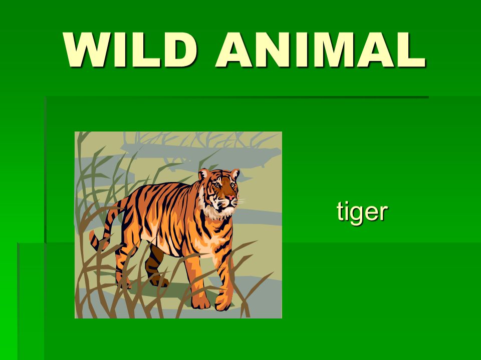 WILD ANIMAL tiger
