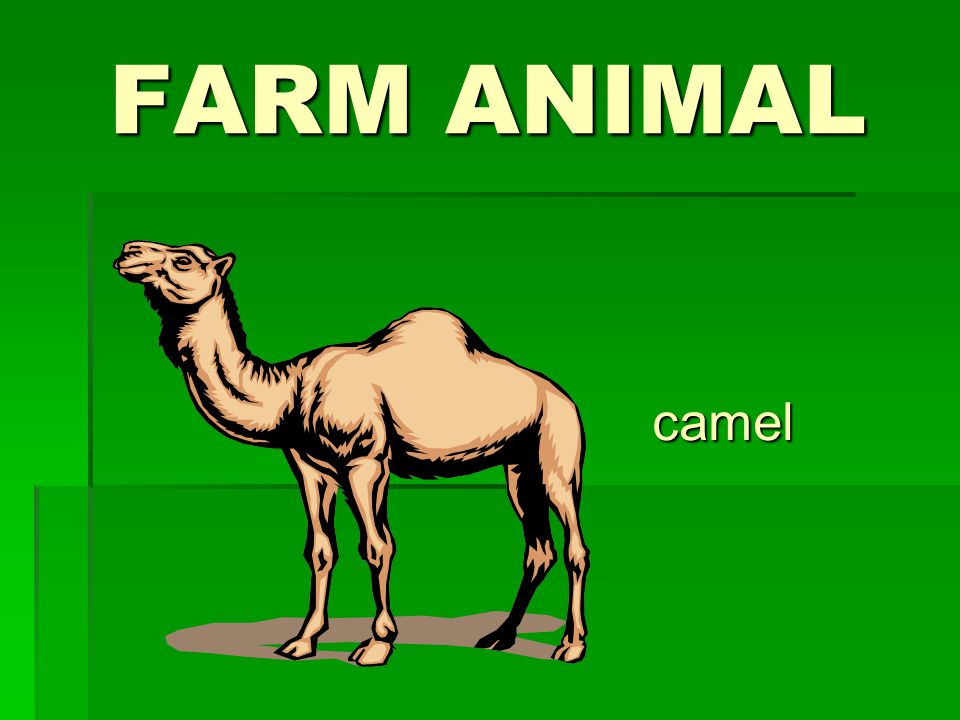 FARM ANIMAL camel