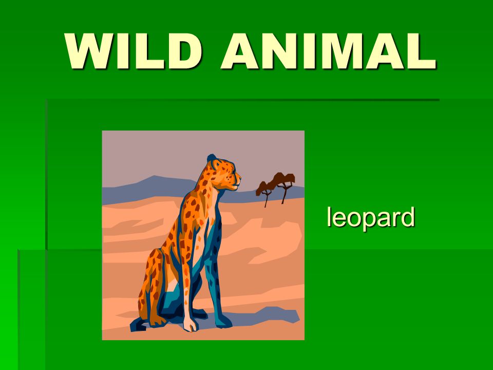 WILD ANIMAL leopard