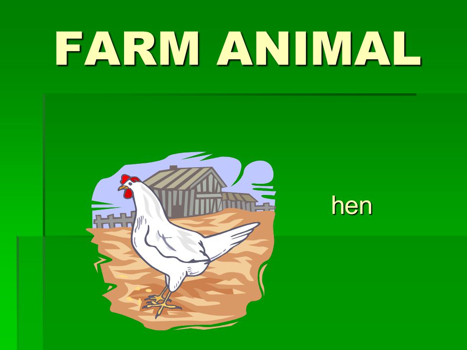 FARM ANIMAL hen