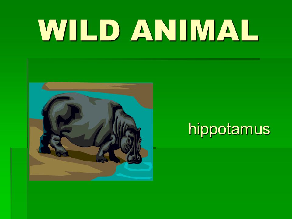 WILD ANIMAL hippotamus