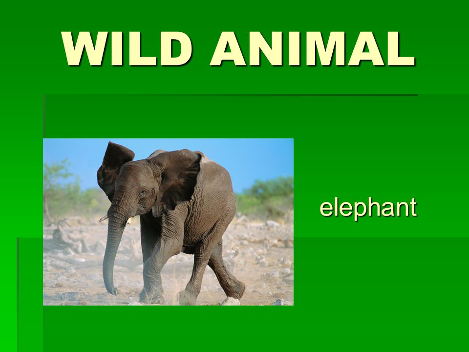 WILD ANIMAL elephant