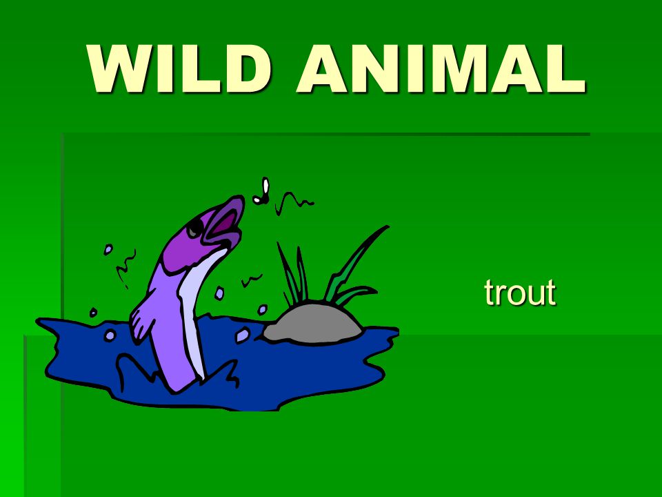 WILD ANIMAL trout
