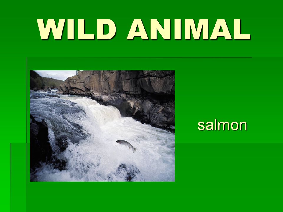 WILD ANIMAL salmon