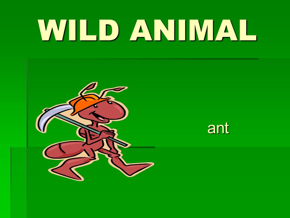 WILD ANIMAL ant