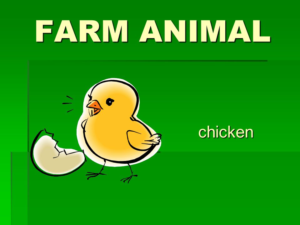 FARM ANIMAL chicken