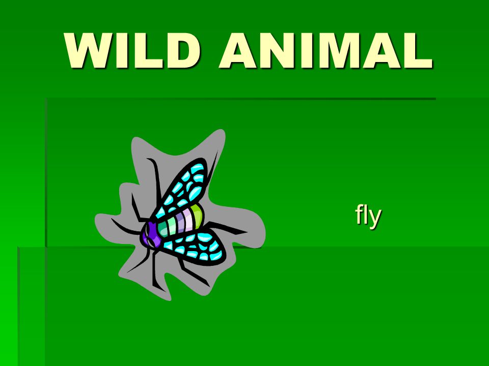 WILD ANIMAL fly