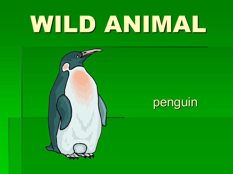 WILD ANIMAL penguin