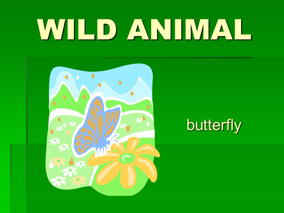 WILD ANIMAL butterfly