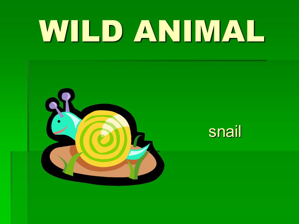 WILD ANIMAL snail