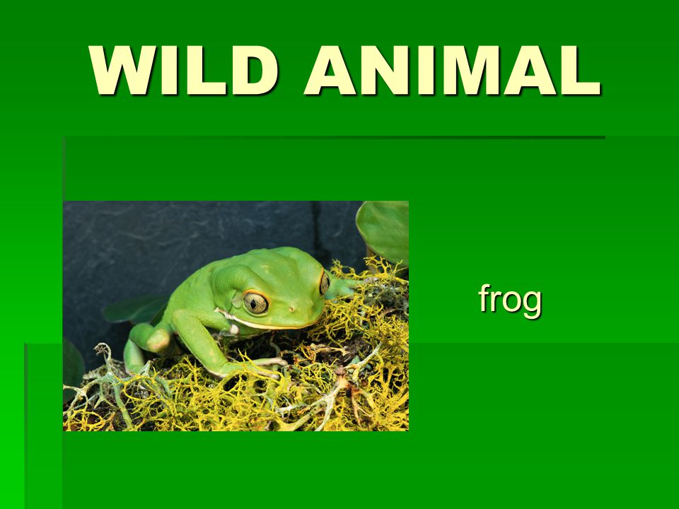 WILD ANIMAL frog