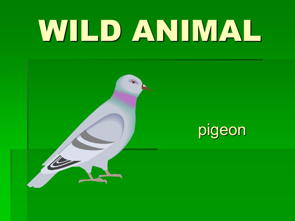 WILD ANIMAL pigeon