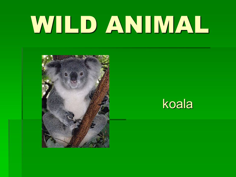 WILD ANIMAL koala
