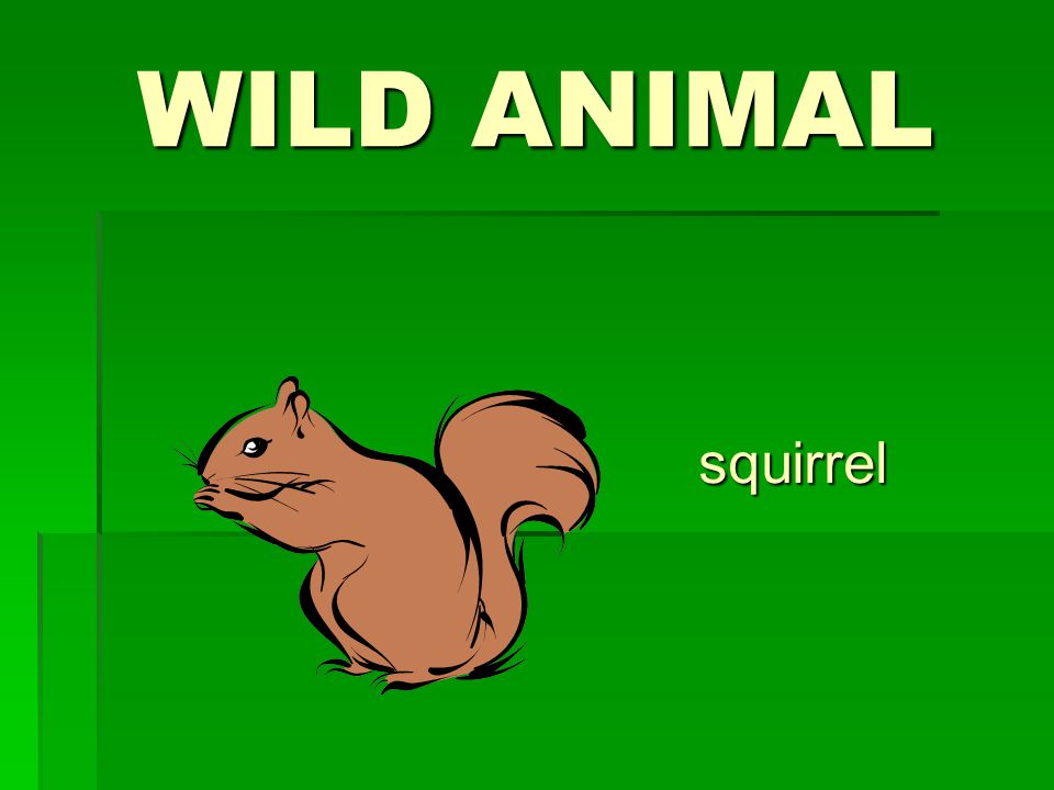 WILD ANIMAL squirrel