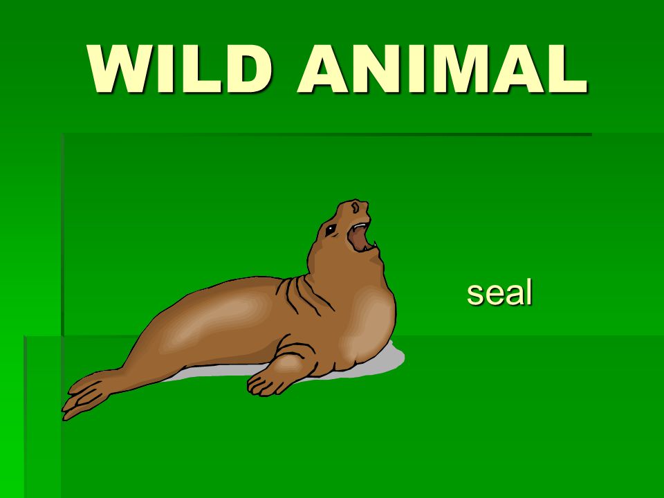 WILD ANIMAL seal