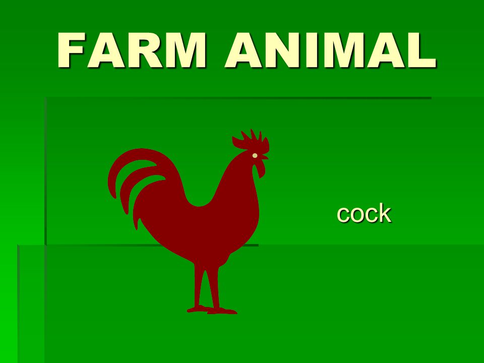 FARM ANIMAL cock