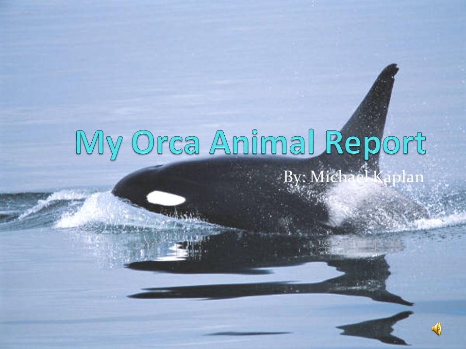 My Orca Animal Report By: Michael Kaplan