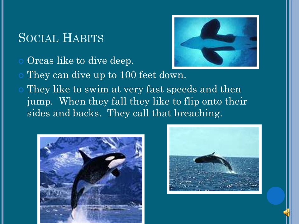 Social Habits Orcas like to dive deep.