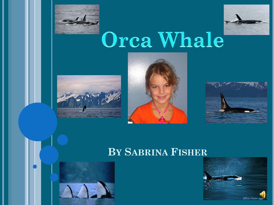 Orca Whale By Sabrina Fisher