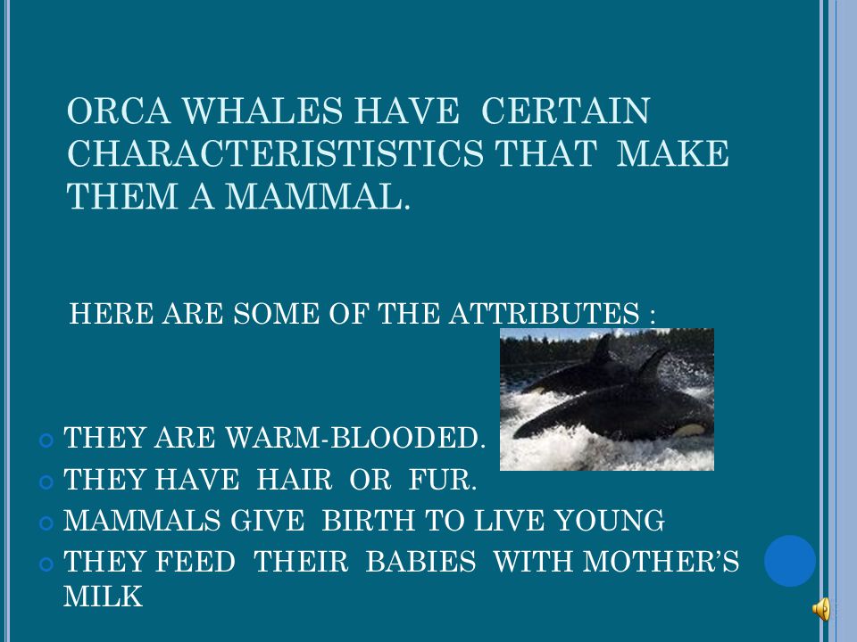 ORCA WHALES HAVE CERTAIN CHARACTERISTISTICS THAT MAKE THEM A MAMMAL.