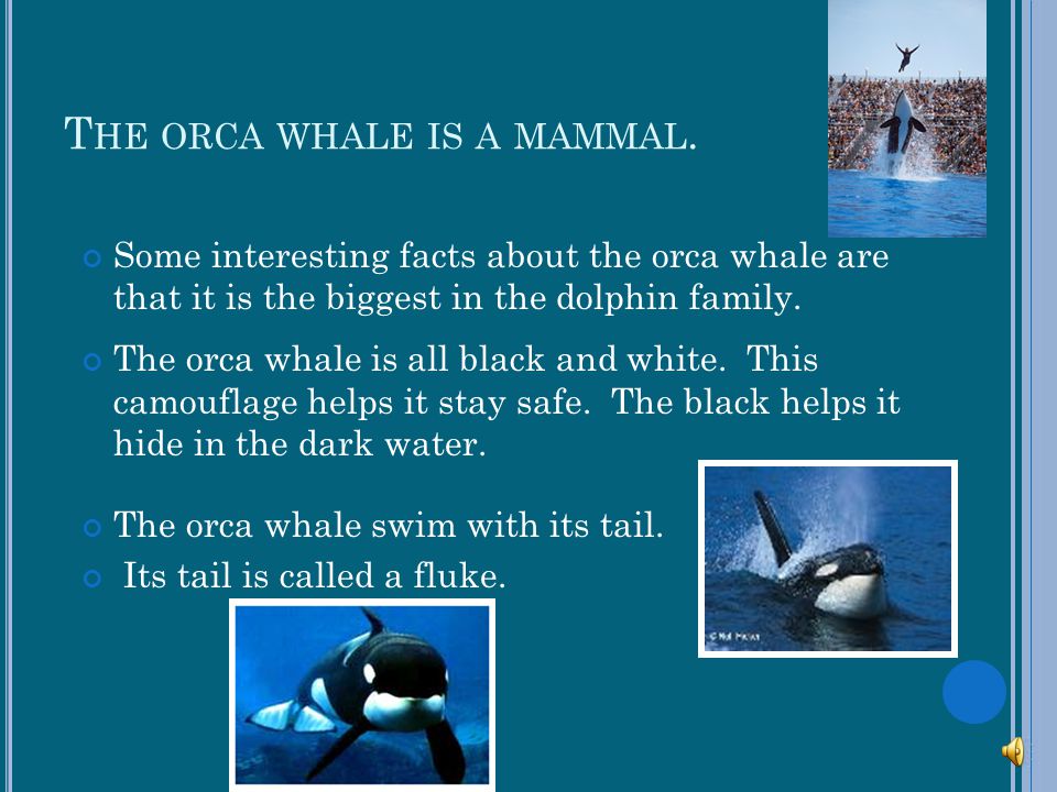 The orca whale is a mammal.