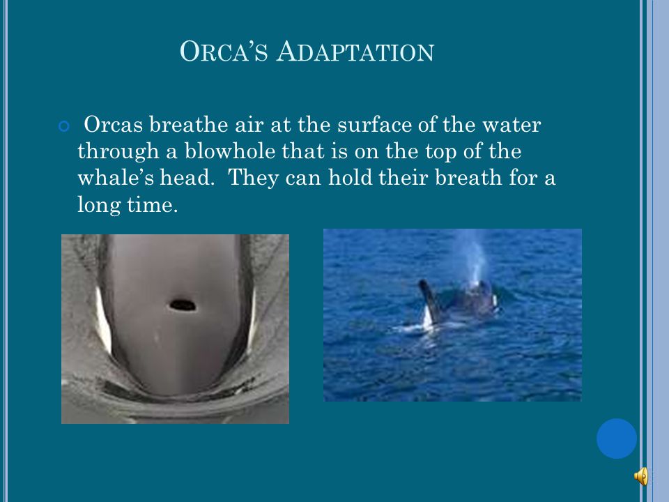 Orca’s Adaptation