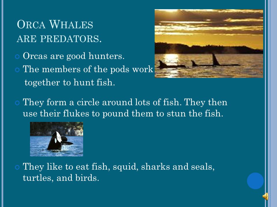 Orca Whales are predators.
