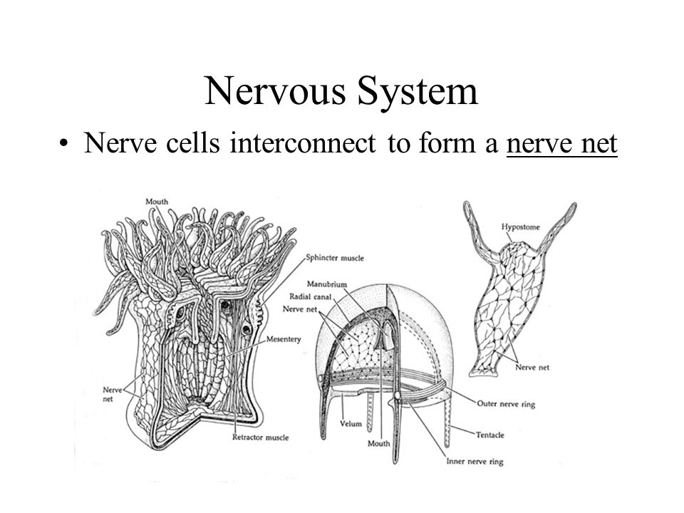 Nervous System Nerve cells interconnect to form a nerve net