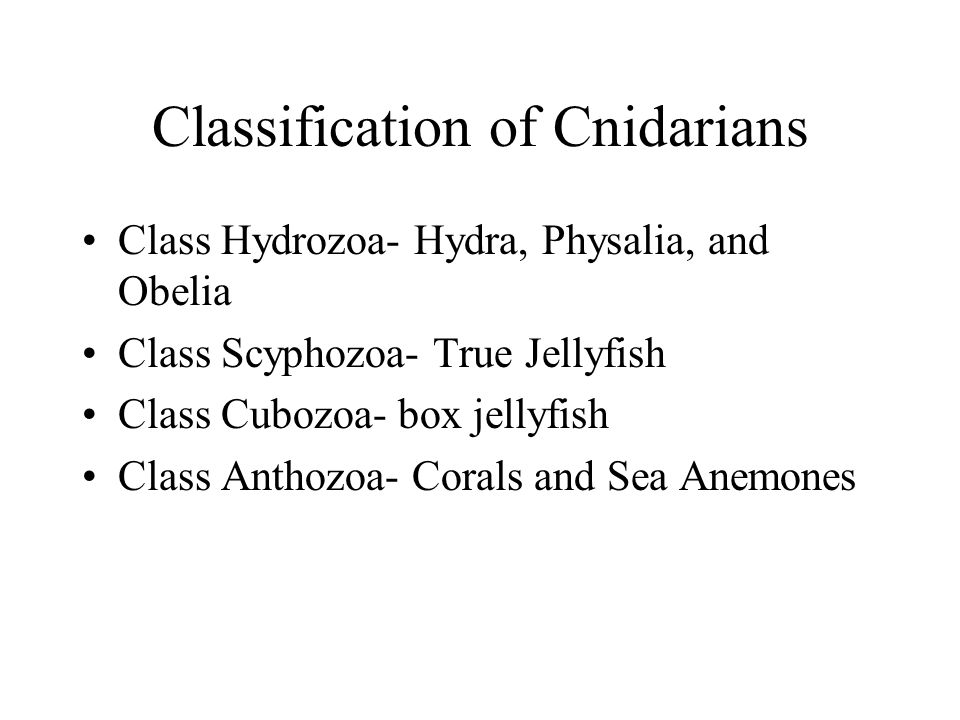 Classification of Cnidarians