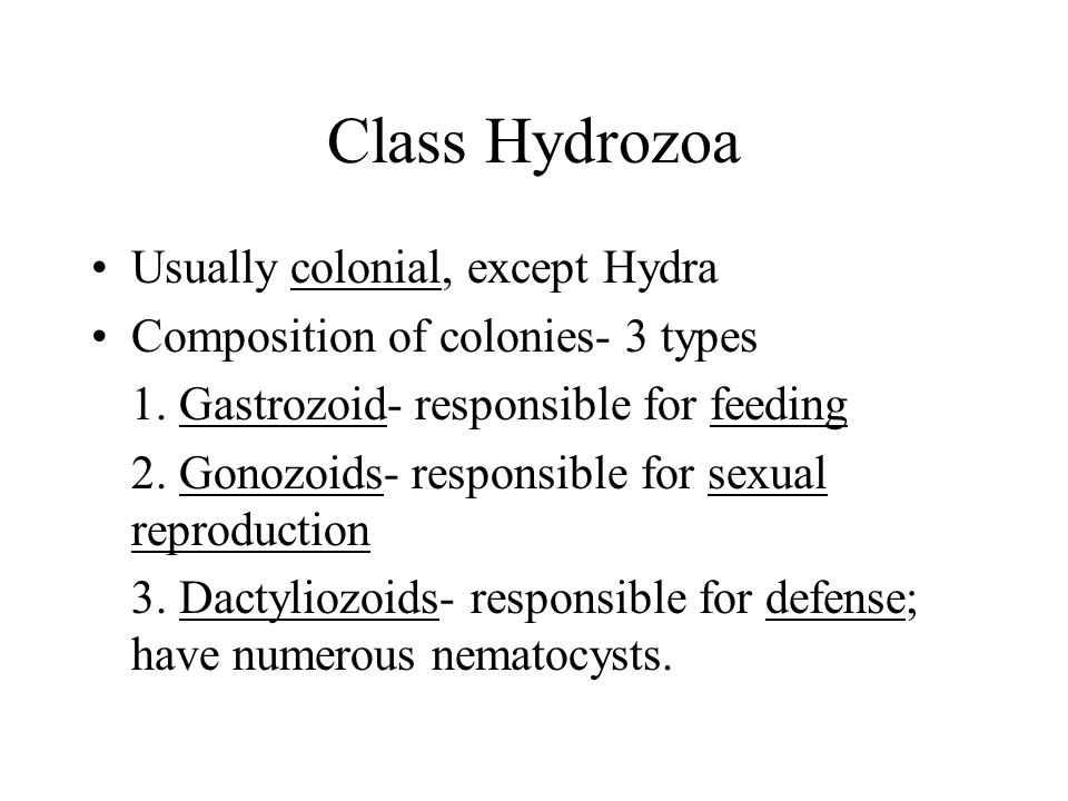 Class Hydrozoa Usually colonial, except Hydra