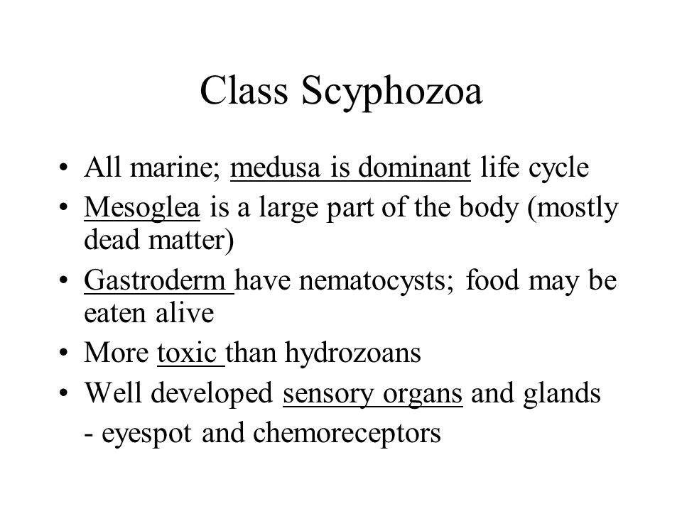 Class Scyphozoa All marine; medusa is dominant life cycle