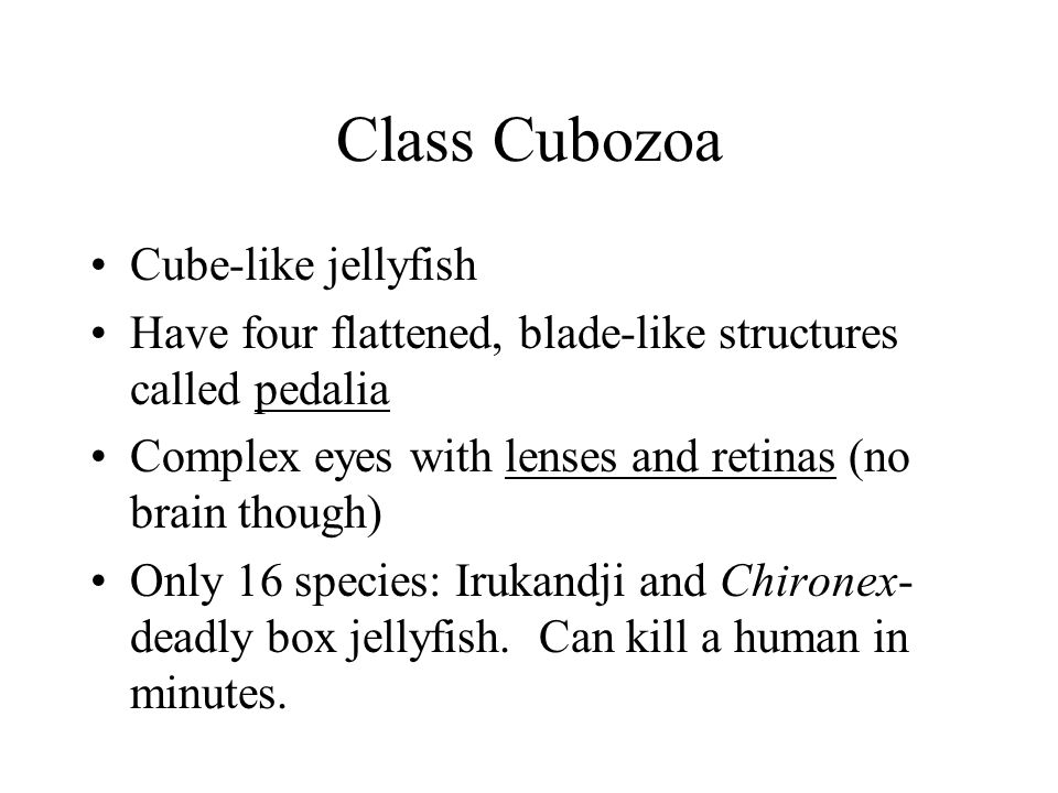 Class Cubozoa Cube-like jellyfish