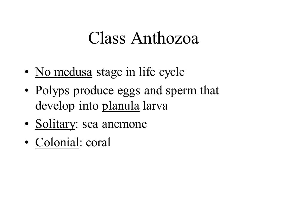 Class Anthozoa No medusa stage in life cycle