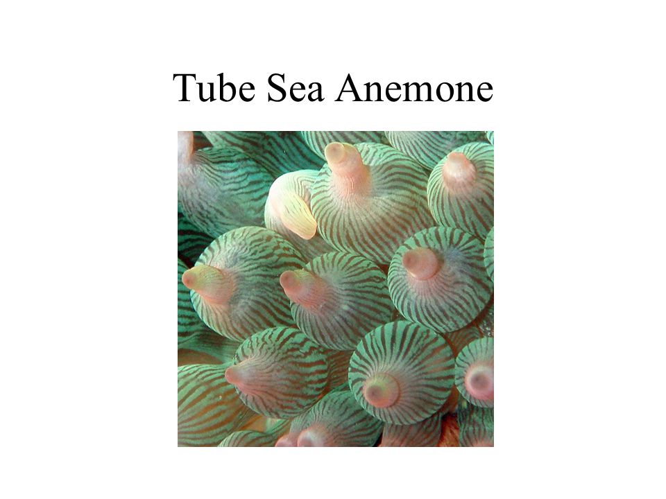 Tube Sea Anemone