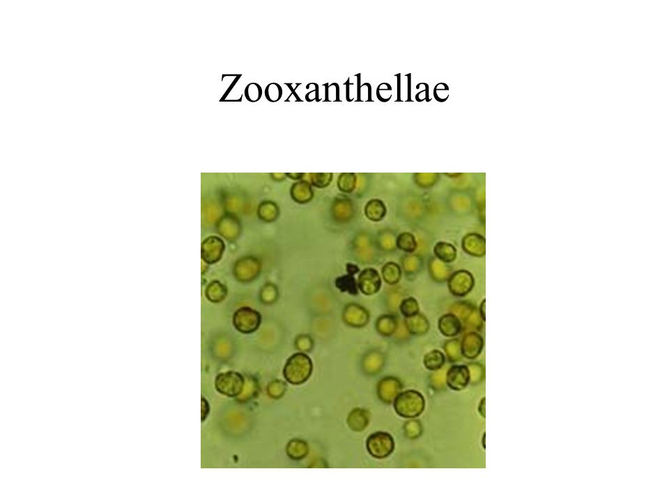 Zooxanthellae