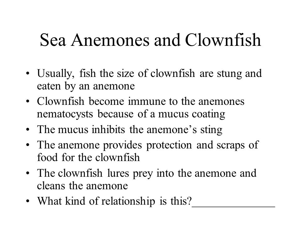 Sea Anemones and Clownfish