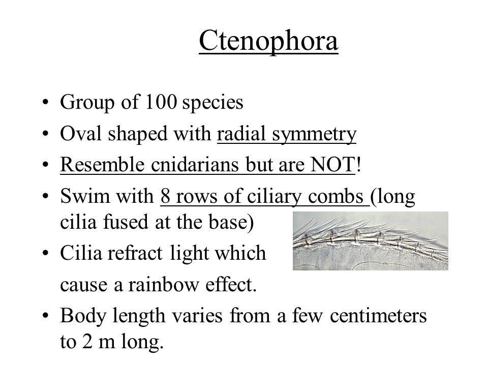 Ctenophora Group of 100 species Oval shaped with radial symmetry