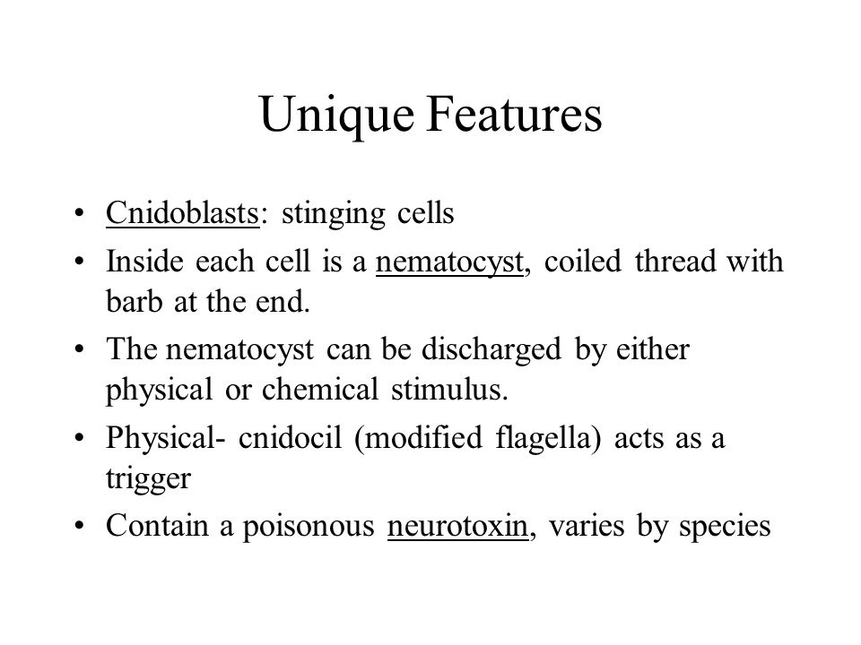 Unique Features Cnidoblasts: stinging cells
