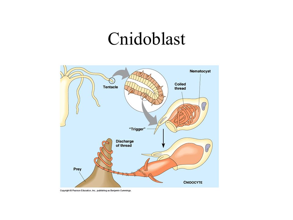 Cnidoblast