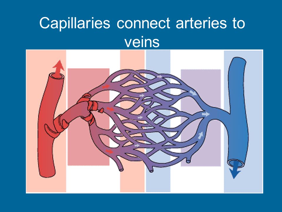 Capillaries connect arteries to veins