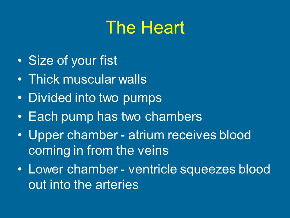 The Heart Size of your fist Thick muscular walls