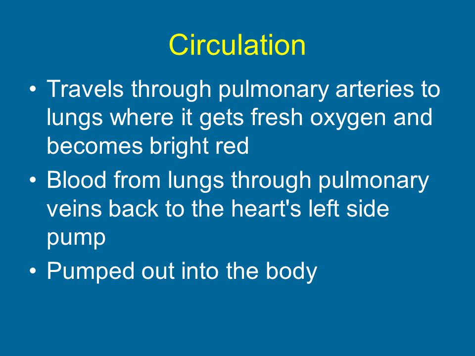 Circulation Travels through pulmonary arteries to lungs where it gets fresh oxygen and becomes bright red.