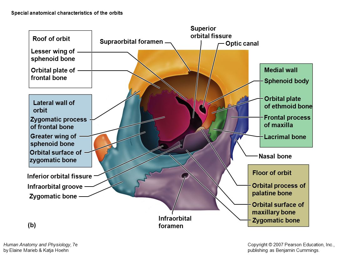 Anatomy of the facial bones