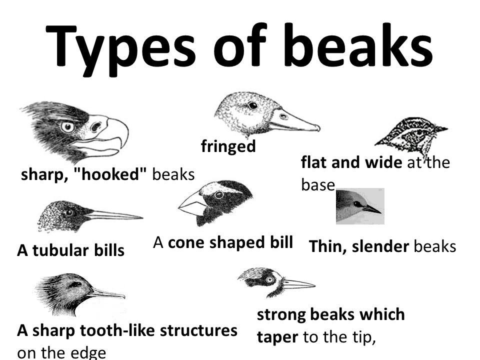 Beaks_and_claws_of_birds