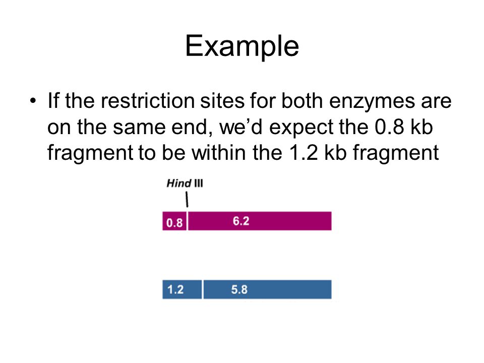 Example If the restriction sites for both enzymes are on the same end, we’d expect the 0.8 kb fragment to be within the 1.2 kb fragment.